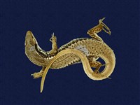 藏品(股鱗蜓蜥)的圖片
